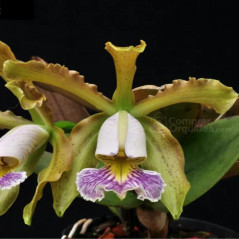 Cattleya Schilleriana Coerulea