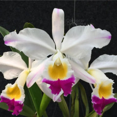 Cattleya  Eldorado semi alba Fantasia