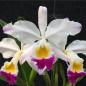 Cattleya  Eldorado s/alba “Fantasia” Muda