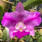 Cattleya walkeriana Labeloide x A-15 Muda