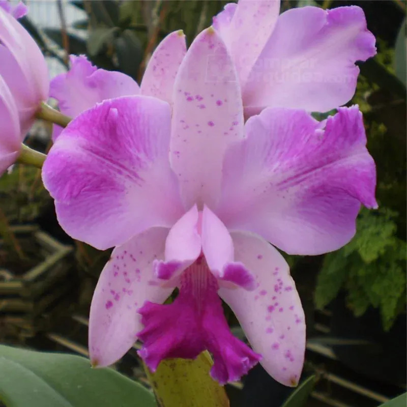 Cattleya interglossa var. flamea Muda