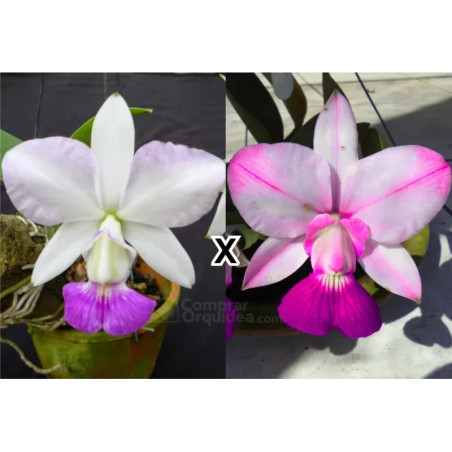 Cattleya walkeriana s/alba “Orlando Mazzetto” x Flamea Aquini “Gifu” Muda