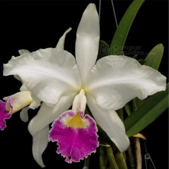 Cattleya gigas semi alba Atropurpurea