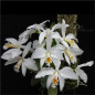 Laelia jongheana var. alba Muda