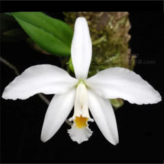 Laelia jongheana var. alba