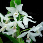 Cattleya bowringiana var. “albecens” Muda