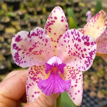 Cattleya Amethystoglossa var. aurea vassoral Muda