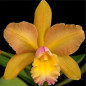 Blc Waikiki Gold Muda