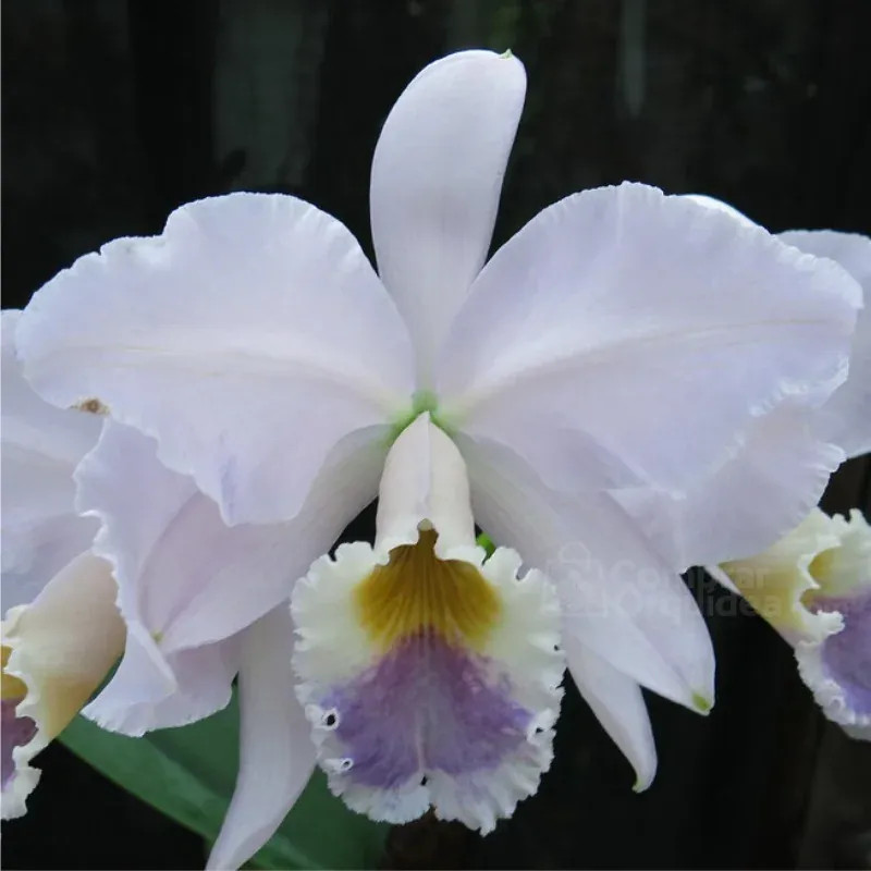 Cattleya labiata var. coerulea “Ardosia” Muda