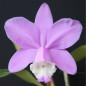 Cattleya loddigesii var. tipo Muda