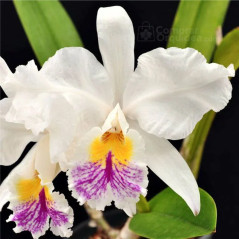 Cattleya mossiae reineckiana