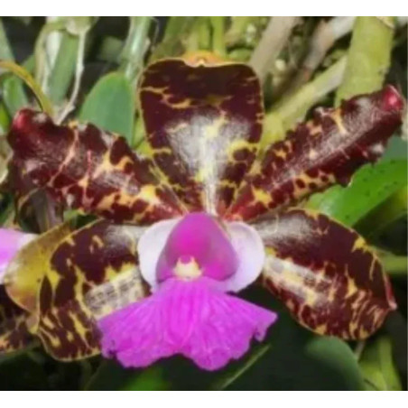 Cattleya Aclandiae tipo “Oxente” Muda