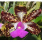 Cattleya Aclandiae tipo “Oxente” Muda