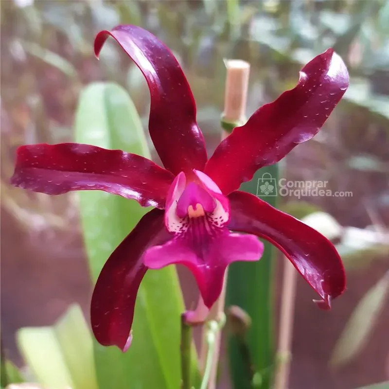 Cattleya Chocolate Drop x Schomburgkia Superba  Muda