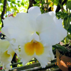 Cattleya Old White x Cattleya Sierra Blanca