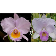 Cattleya Trianae Concolor (Orion x Mario Arruda)