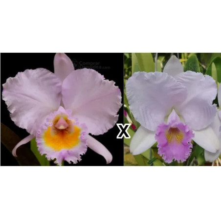 Cattleya Trianae Concolor (Orion x Mario Arruda)  Muda