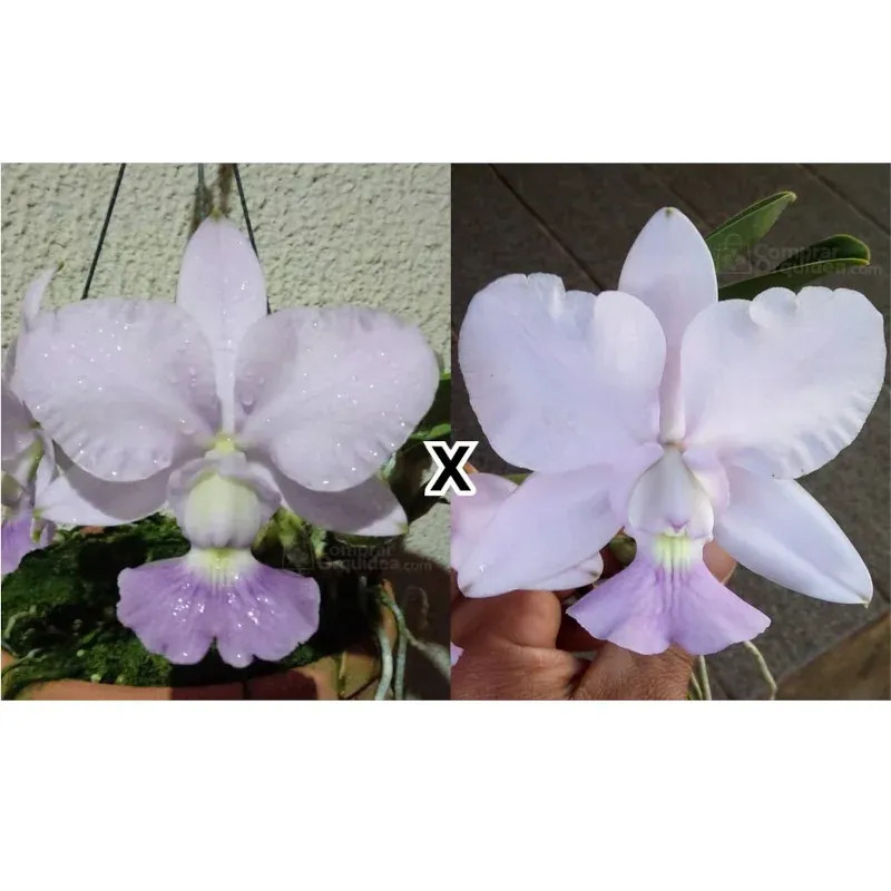 Cattleya walkeriana coerulea (Fernando de Noronha x Miguel Rodrigues) Muda