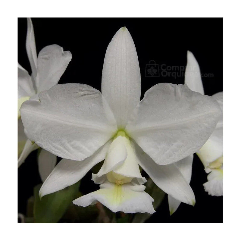 Cattleya nobilior var. alba x self Muda