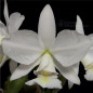 Cattleya nobilior var. alba x self Muda