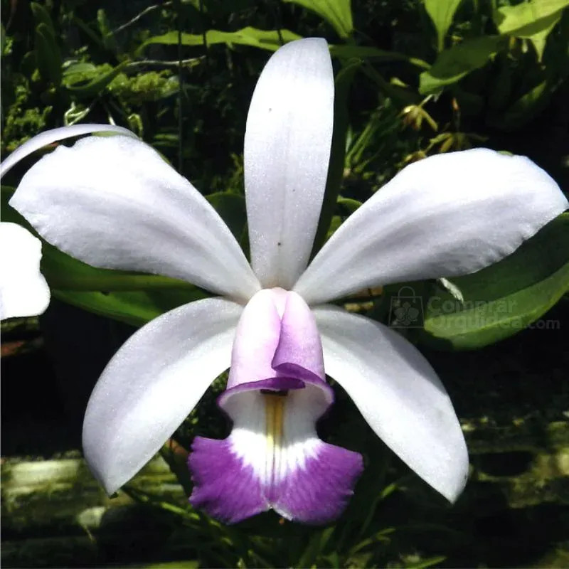 Cattleya violácea var. coerulea “Fabio Nahas” Muda