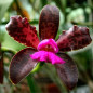 Cattleya guttata dark princess Muda