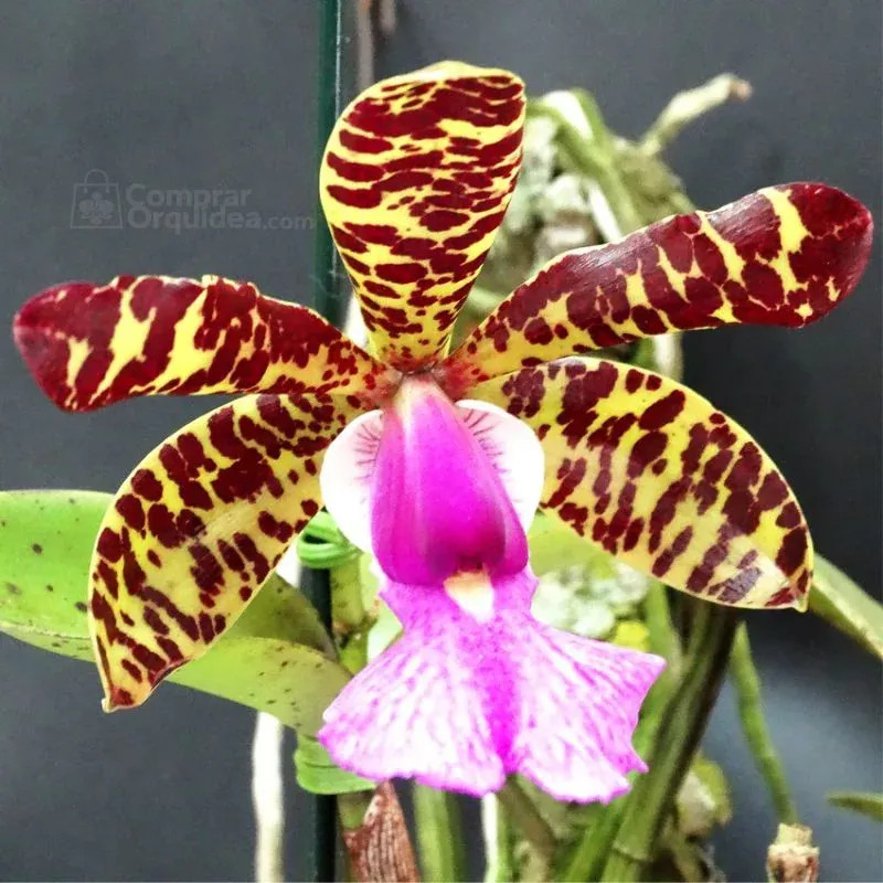 Cattleya Aclandiae var. áurea Muda