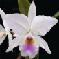 Cattleya Labiata Roxo-bispo Muda