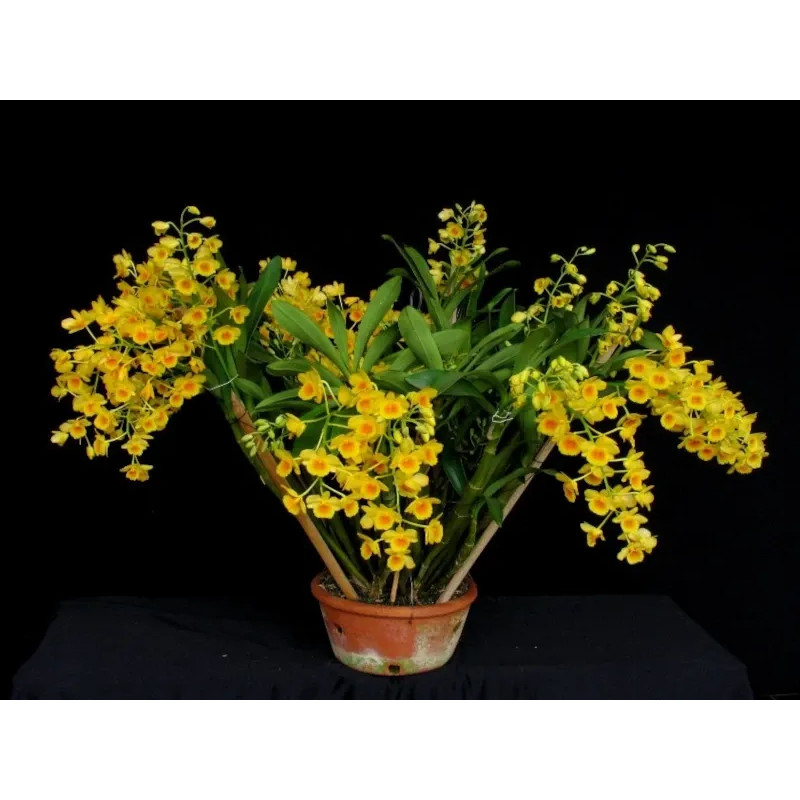 Dendrobium chrysotoxum “Aureum” Pré-Adulta