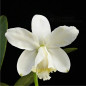 Cattleya loddigesii var. “Alba” Pré-Adulta