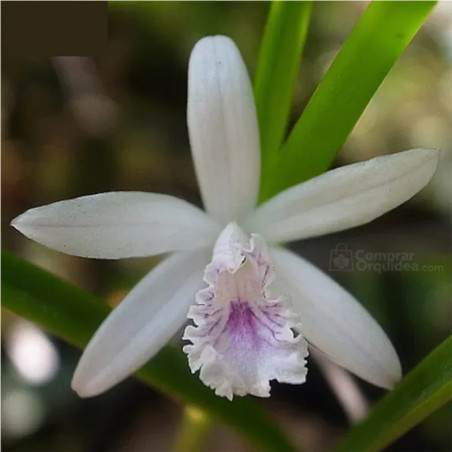 Laelia lundii var. “Coerulea” Pré-Adulta (Mini / Micro Orquídea)