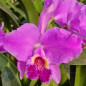 Cattleya Lueddemanniana (Maristela x Catarina) Pré-Adulta