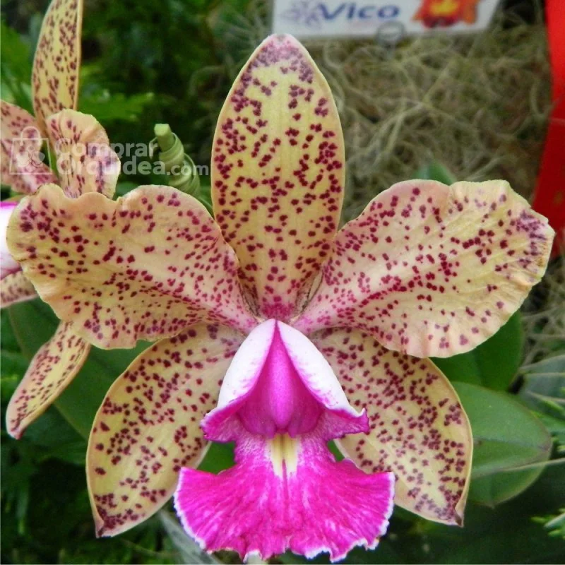 Cattleya Pão de Açucar x Blc Durigan Pré-Adulta