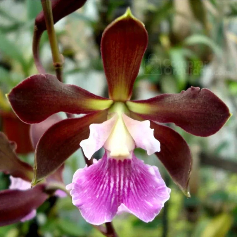 Encyclia randii var. tipo Pré-Adulta