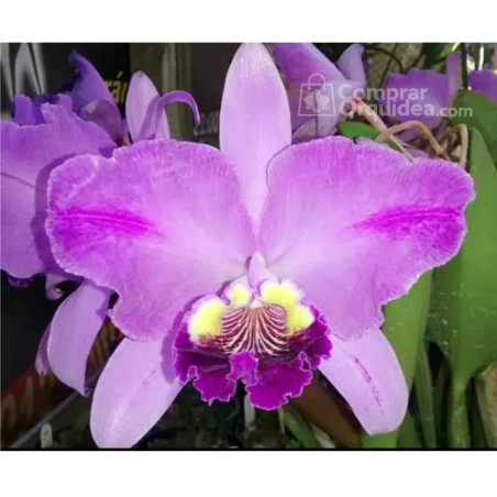 Cattleya lueddemanniana Flamea Arroyo