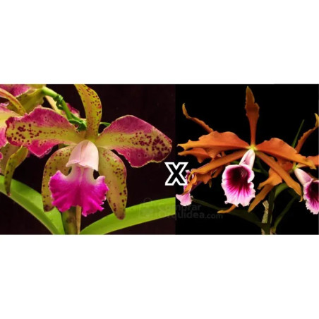 Cattleya tatarown x laelia tenebrosa Rubra Pré-Adulta