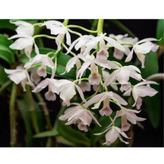 Cattleya Bowringiana Albescens