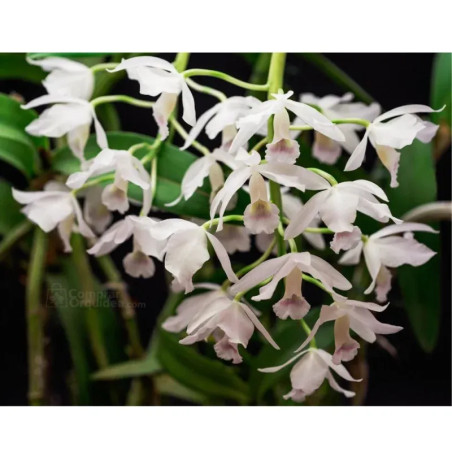 Cattleya Bowringiana var. Albescens Pré-Adulta