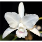 Cattleya Bowringiana var. Albescens Pré-Adulta