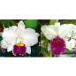 Cattleya Mildred Rives x Lc Capitão Pessoa  Pré-Adulta