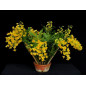 Dendrobium chrysotoxum “Aureum” Muda