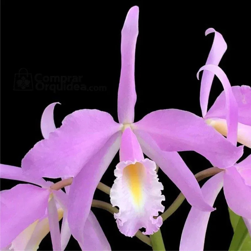 Cattleya Máxima var “Concolor” Adulta