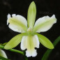 C. leopoldii var. alba “Trilabelo” ADULTA