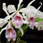 Cattleya máxima var semi alba “Venosa” ADULTA