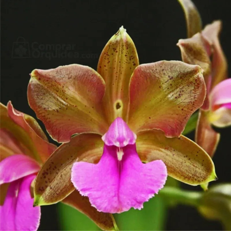 Cattleya Bicolor tipo José Neto x Self Adulta