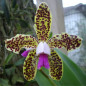 Cattleya Guttata Var. Tipo  ADULTA