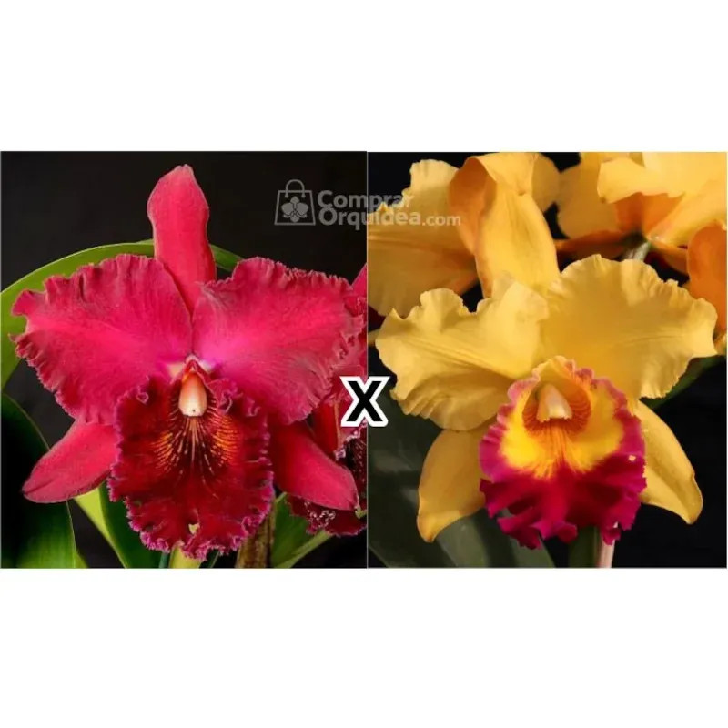 Blc Chia Lin "New City" x Pot Exotic Dream "Yellow Star" ADULTA