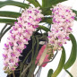 rhynchostylis gigantea “Spot” claro Muda