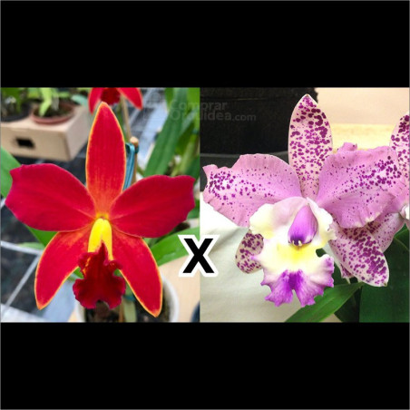 Slc. Orchidacea ́s “Primeiro Amor” x C. Corcovado