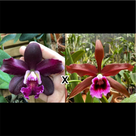 (C. Whitei x C. schilleriana) x Laelia Tenebrosa Rubra